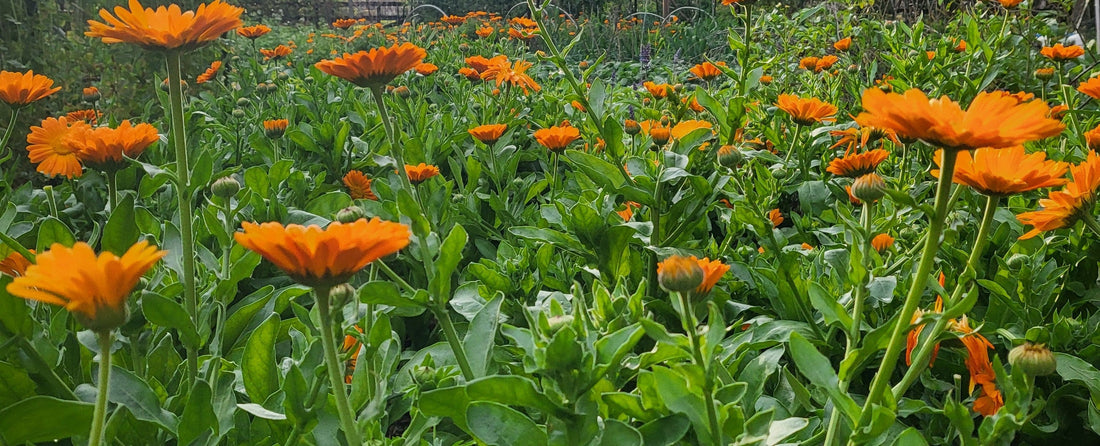 The Healing Power of Calendula: Nature’s Remedy for Your Skin