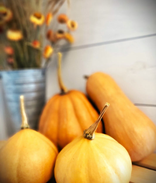 Pumpkin EVERYTHING Part II: Tips for Growing & Favorite Recipes